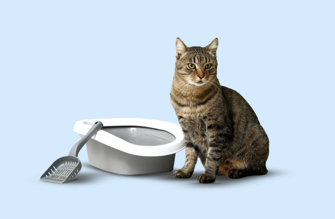 Hjälp, min katt kissar utanför lådan!